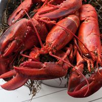 Live Lobsters / Frozen Lobster Export 