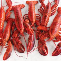  Live Thailand Lobsters / Frozen Lobster Tails 