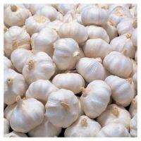 Best Fresh Normal garlic fresh and normal white 