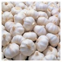 Quality Fresh Normal White Galic, Red Garlic packed in 10kg/mesh bag for sale