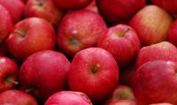 Fuji apple price on sale apple fruit fresh fuji for expor