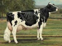 Dairy Cows and Live Pregnant Holstein Heifers Cow, (Bulls, Heifers, 