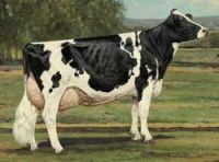 Healthy Pregnant Simmental cattle,Holstein Heifers Cow,Limousine cattle for sale 