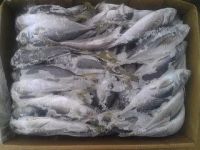 Frozen Pacific Mackerel Fish