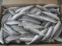 BQF Sea frozen Pacific mackerel fish