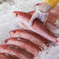 Best Quality for sale at low rate/Seafood Frozen Red Snapper Fish