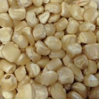 White and Yellow Maize (Corn) for Human Consumption or Animal Feed 