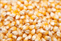  Fresh Quality Yellow Maize / Corn at Low Price 
