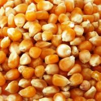Premium Grade Dried Yellow corn for Human consumption/ Animal feed 