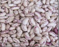 Direct supply light speckled kidney beans long shape 