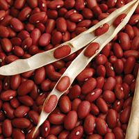 New crop red kidney beans 