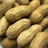 Manufacturer 1kg price peanuts in shell 