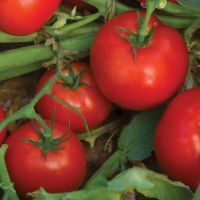 100 % Organic Fresh Cherry Tomatoes/Fresh Cherry Tomatoes Fresh Tomatoes 