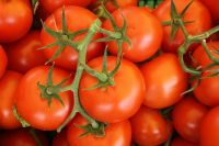 Fresh Tomato , Cherry Green Tomato , Fresh crop for sale 2019 ready to export