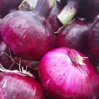 All Size Fresh Red Onion 