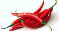 Fresh chili pepper red super hot from northeast Thailand 