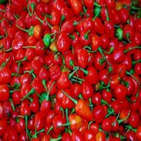 Best Quality Fresh/Dried Chili/Red Pepper 