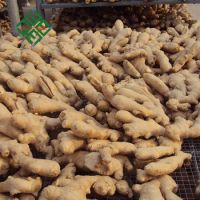Wholesale Bulk Fresh Organic Ginger  in thailand 