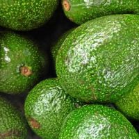 Fresh Avocado,Best Quality for sale at low cost 