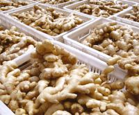 Thailand fresh ginger and garlic supplier 