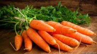 Hot sale New Crop Fresh Thailand Carrot 2019 supplying UAE OMAN THAILAND KOREA JAPAN CANADA 