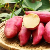 Organic Fresh Purple Sweet Potato 