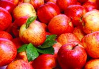 Fresh fruit product type and fresh style red delicious apple fresh apple 