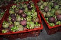 Thailand Premium Fresh & Frozen Mangosteen (VHT)