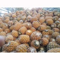 Premium Fresh Pineapple Fruit PHULAE Thailand wholesale best price offer now