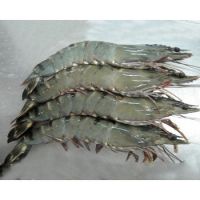 Fresh Frozen Black Tiger Hoso Shrimp