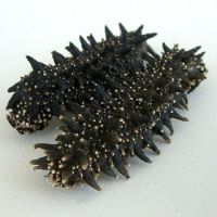 PACIFIC RED SEA CUCUMBER DRIED and FROZEN and Sea Food 