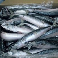 Frozen Atlantic Mackerel with all size 