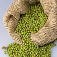 High Quality Green Mung Bean for Sprouting