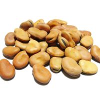 Premium Quality dry Broad Beans fava bean faba bean