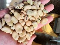 wholesale high quality dried broad beans/fava beans price