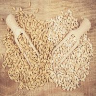 High Quality Fresh Organic Malted Barley