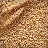 100% High Quality Feed barley For Animal 
