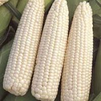 WHITE CORN FOR HUMAN AND ANIMAL FEED