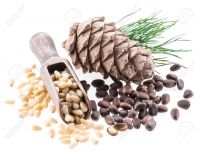 Quality Canadian Pine Nut for sale in bulk price