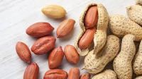 High Quality Organic Raw Redskin Peanuts