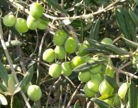 Green olive, Fresh olive Pitted Green Olives, Sliced Green Olives