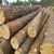 Pine, Spruce and Red Meranti Sawn Timber logs at competitive prices