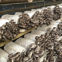 Lowest price dried oyster mushroom 