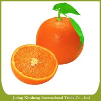 Premium fresh navel oranges 