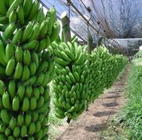 Common Cultivation Type Banana & Banana