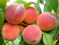 100% Natural Fresh Peach Best Price, Fresh Peach Packing Cardboard Box