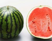 High Quality Fresh Water Melon Supplier