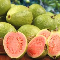 Fresh Fruits Guava Supplier / Exporter