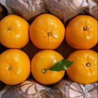 FRESH CITRUS FRUITS ( ORANGES , MANDARINS , LEMONS)