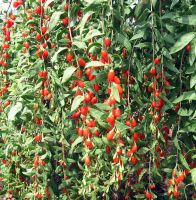 Competitive goji berry price fresh dried fresh goji berries in bulk for sale